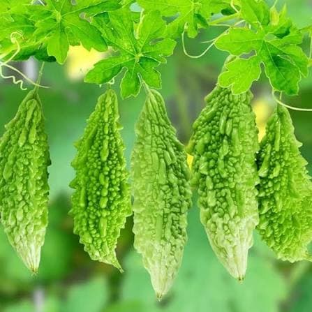 Bitter Gourd (Kakarakaya)