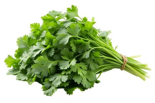 Fresh Coriander (Kothimeera)