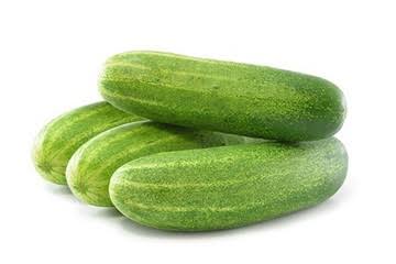 Cucumber hybrid